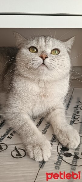 British Shorthair, Kedi  Pamuk fotoğrafı