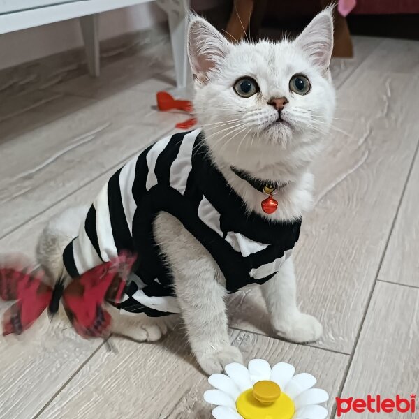 British Shorthair, Kedi  Bella fotoğrafı