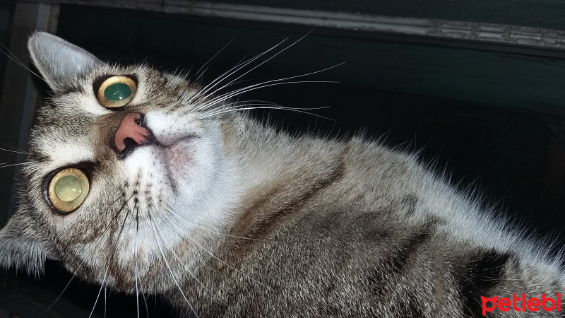 Tekir Kedi, Kedi  çiko fotoğrafı