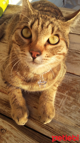 Tekir Kedi, Kedi  çiko fotoğrafı