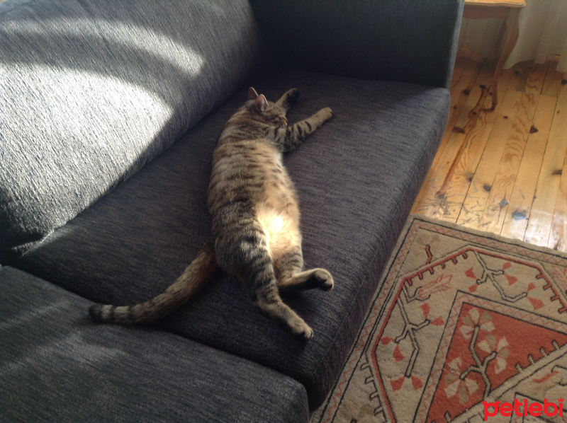 Tekir Kedi, Kedi  çiko fotoğrafı