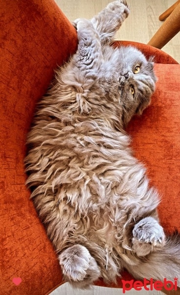 British Longhair, Kedi  Minnoş fotoğrafı