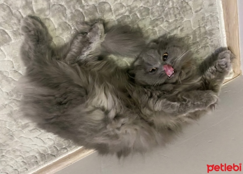 British Longhair, Kedi  Minnoş fotoğrafı