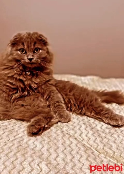 British Longhair, Kedi  Minnoş fotoğrafı