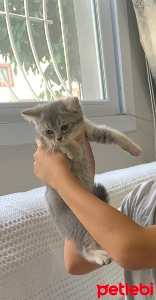 British Shorthair, Kedi  Çakıl fotoğrafı