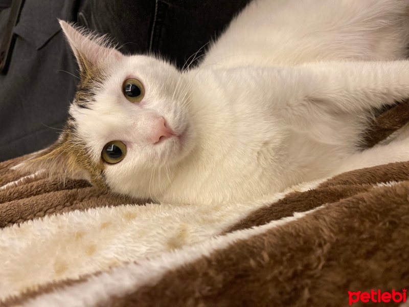 Tekir Kedi, Kedi  Lokum fotoğrafı