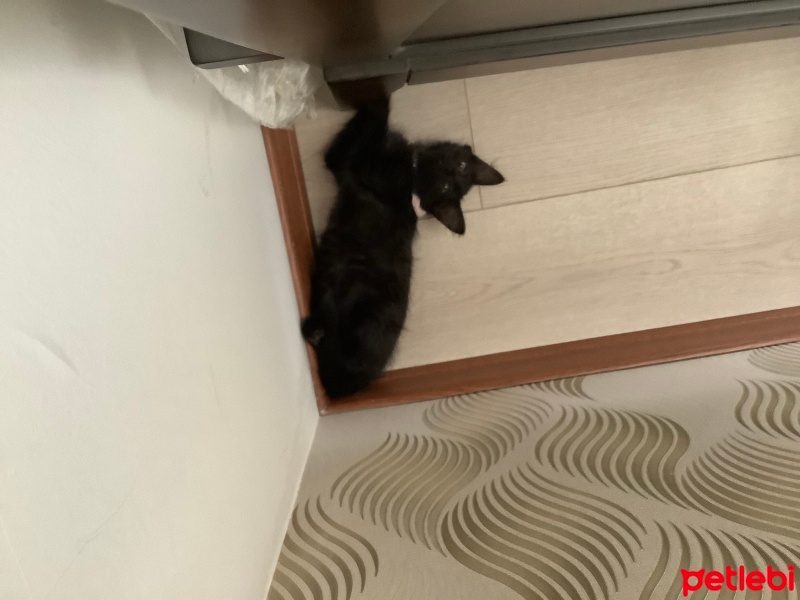 Tekir Kedi, Kedi  neva fotoğrafı