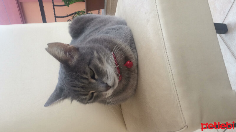 British Shorthair, Kedi  Duman fotoğrafı