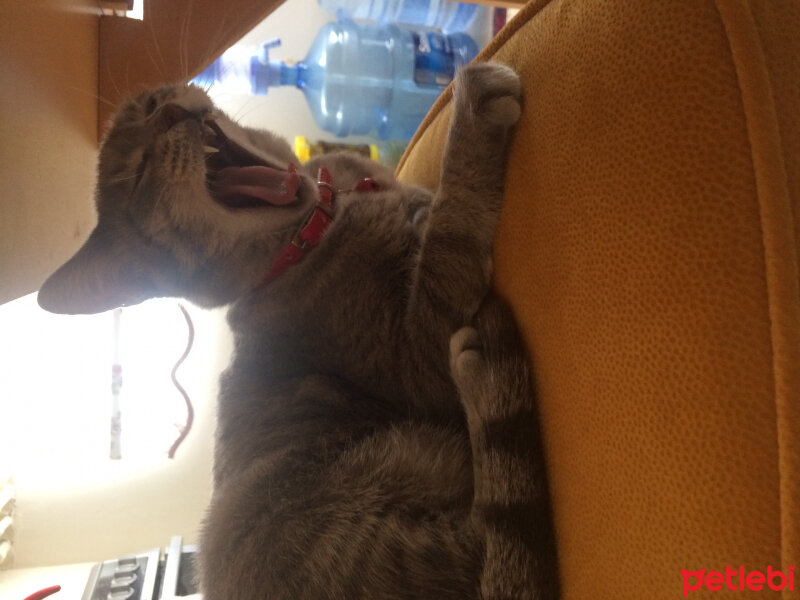 British Shorthair, Kedi  Duman fotoğrafı