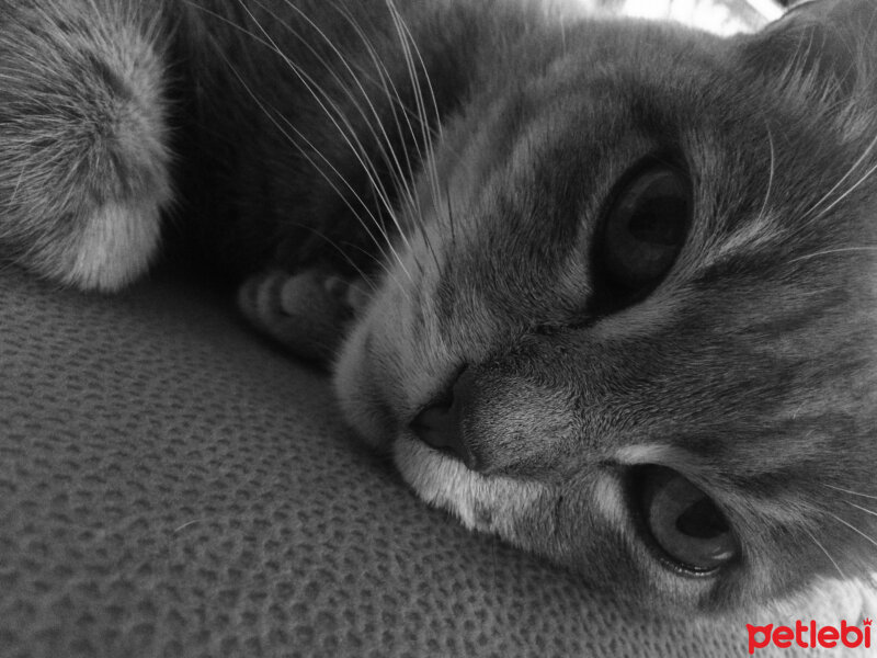 British Shorthair, Kedi  Duman fotoğrafı