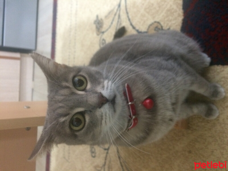 British Shorthair, Kedi  Duman fotoğrafı