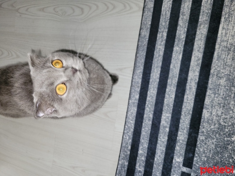 Scottish Fold, Kedi  Duman fotoğrafı