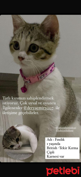Tekir Kedi, Kedi  Fındık fotoğrafı