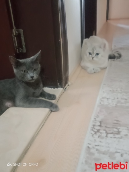Mavi Rus, Kedi  Mia fotoğrafı