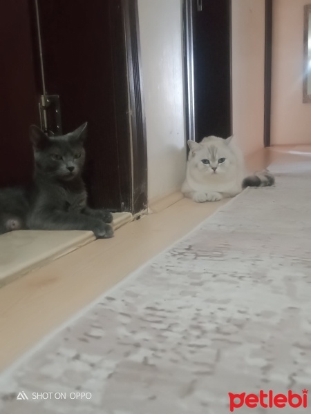 Mavi Rus, Kedi  Mia fotoğrafı