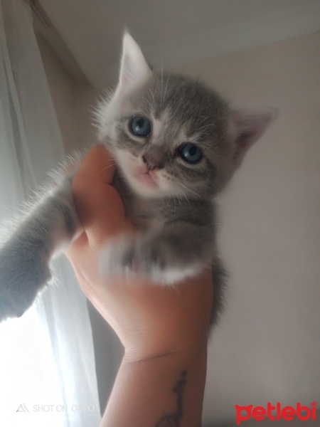 Mavi Rus, Kedi  Mia fotoğrafı