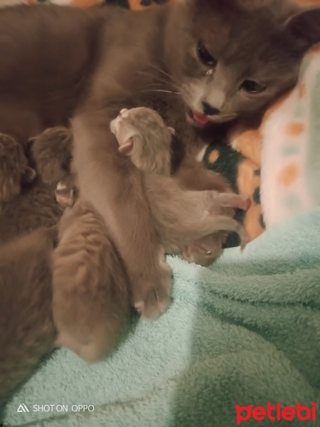 Mavi Rus, Kedi  Mia fotoğrafı