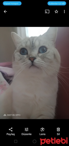 British Shorthair, Kedi  Behlül fotoğrafı