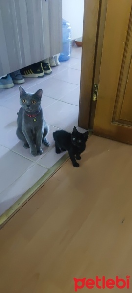 British Shorthair, Kedi  DUMAN fotoğrafı