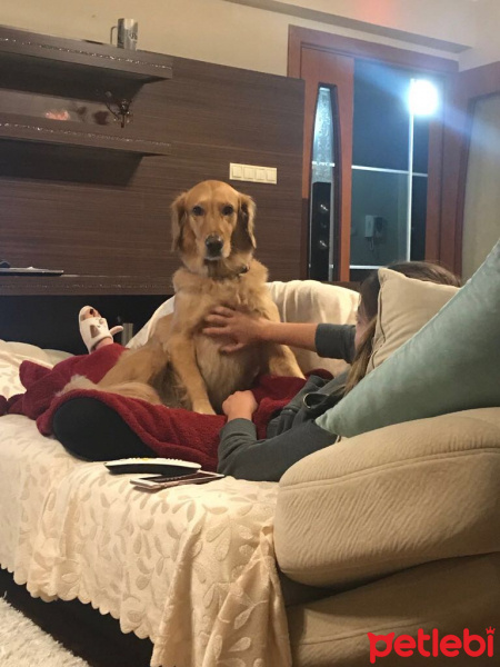 Golden Retriever, Köpek  Mia Dinç fotoğrafı