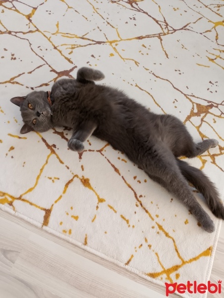 British Shorthair, Kedi  Şirin fotoğrafı