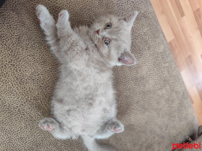 British Shorthair, Kedi  Başkan fotoğrafı