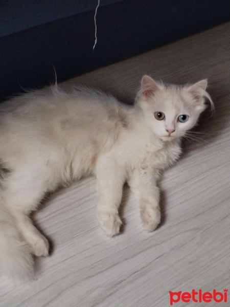 British Longhair, Kedi  Pamuk fotoğrafı