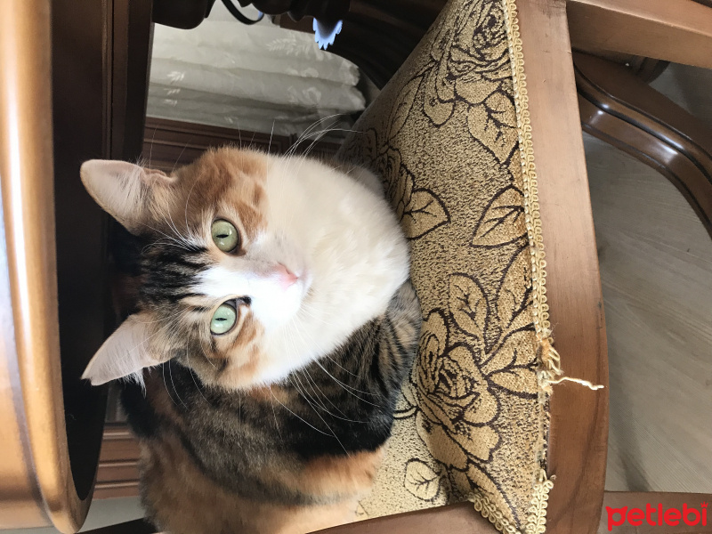 Soke, Kedi  Gülistan fotoğrafı