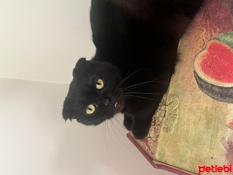 Scottish Fold, Kedi  Mia fotoğrafı