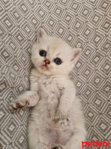 British Shorthair, Kedi  xx fotoğrafı