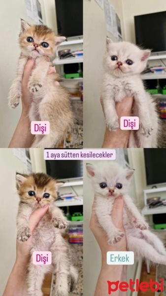 British Shorthair, Kedi  xx fotoğrafı
