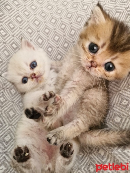 British Shorthair, Kedi  xx fotoğrafı
