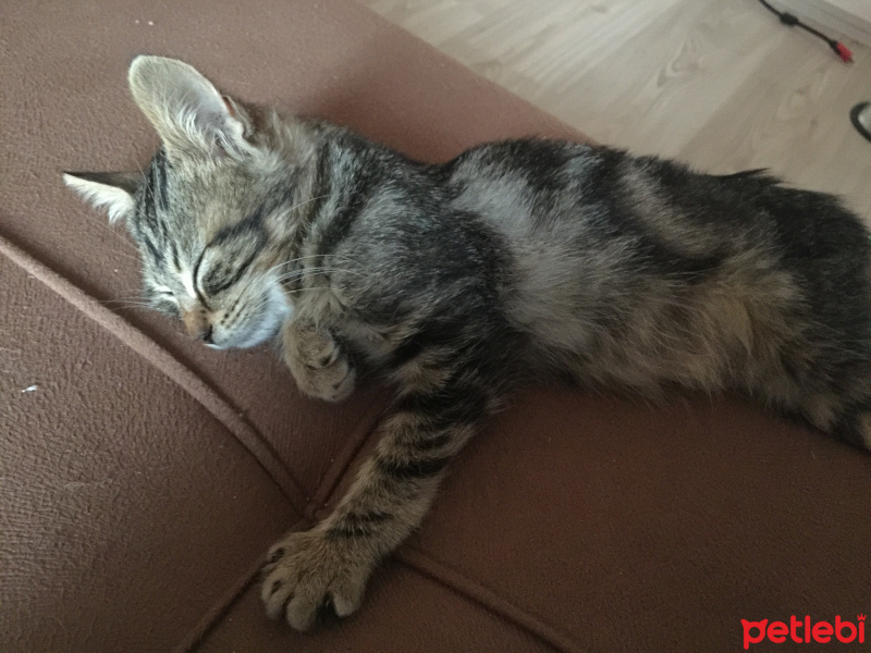 Tekir Kedi, Kedi  Adı henüz yok fotoğrafı