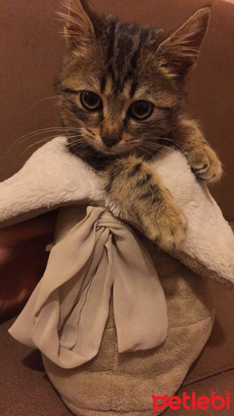 Tekir Kedi, Kedi  Adı henüz yok fotoğrafı