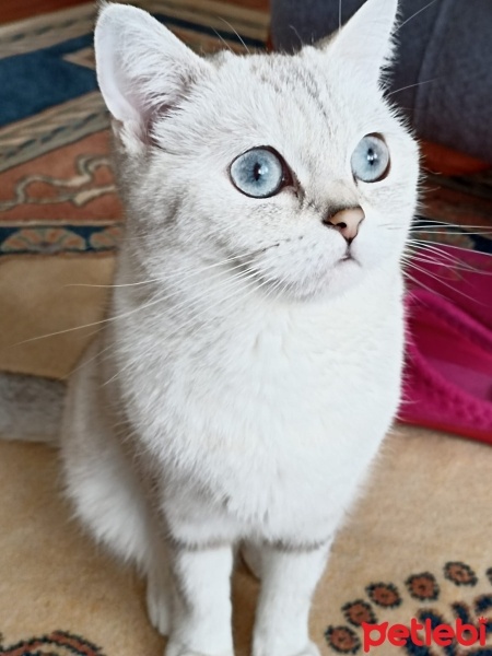 British Shorthair, Kedi  İnci fotoğrafı