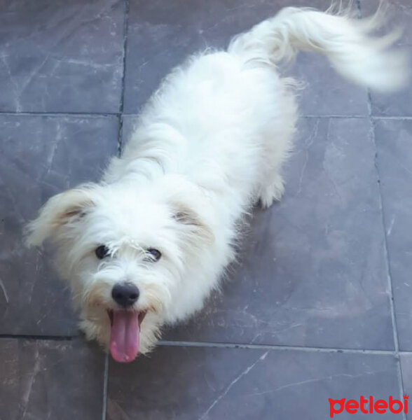 Maltese, Köpek  miço fotoğrafı