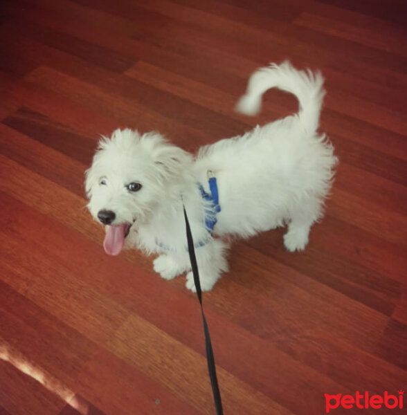 Maltese, Köpek  miço fotoğrafı