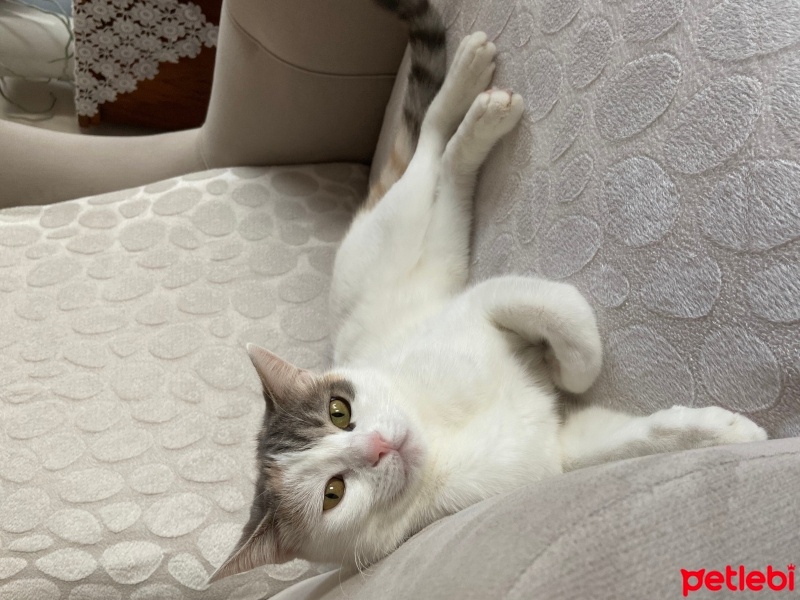 Tekir Kedi, Kedi  Maria fotoğrafı