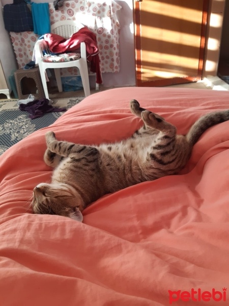Tekir Kedi, Kedi  Tekir fotoğrafı