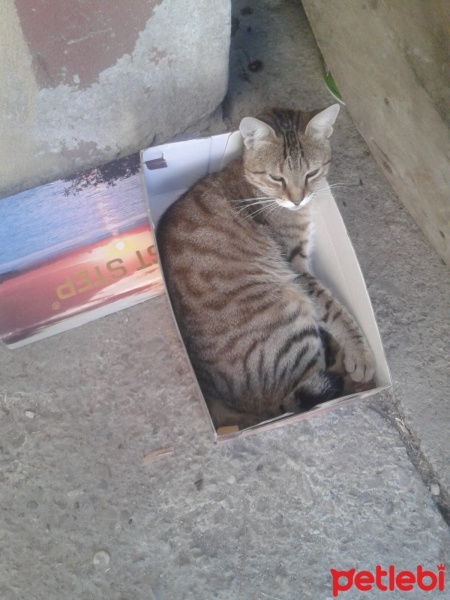 Tekir Kedi, Kedi  Tekir fotoğrafı