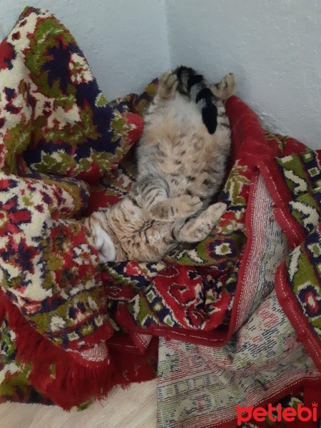 Tekir Kedi, Kedi  Tekir fotoğrafı