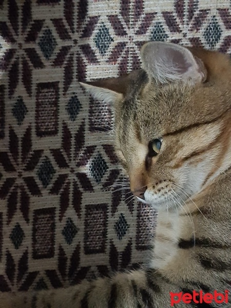 Tekir Kedi, Kedi  Tekir fotoğrafı