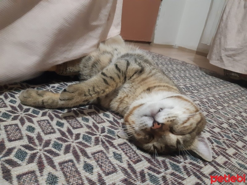Tekir Kedi, Kedi  Tekir fotoğrafı