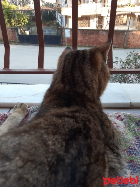 Tekir Kedi, Kedi  Tekir fotoğrafı