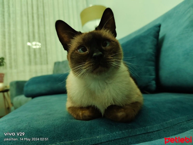 Siyam Kedisi, Kedi  Jokerhan fotoğrafı