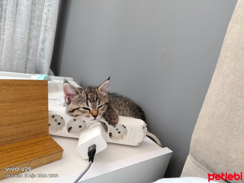Tekir Kedi, Kedi  Zilli fotoğrafı