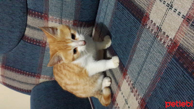 Tekir Kedi, Kedi  Yumak fotoğrafı