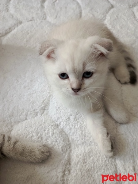 British Shorthair, Kedi  Poncik fotoğrafı