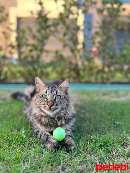 Tekir Kedi, Kedi  Tafi fotoğrafı