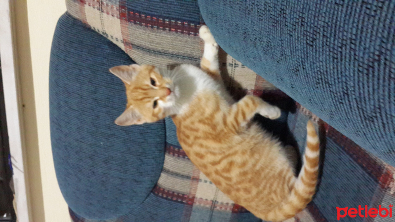 Tekir Kedi, Kedi  Miskin fotoğrafı
